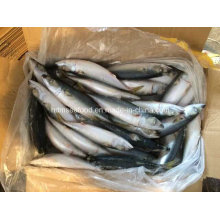 Frozen Pacific Mackerel for Sale (6-8 PCS/CTN)